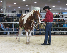 MD Horse World Expo