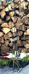 whips.JPG (12766 bytes)
